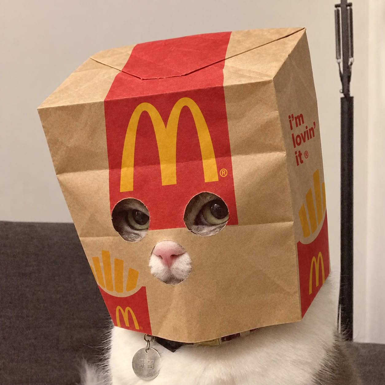 The original photograph of McDonald Anonymous, a cat wearing a paper bag mask.